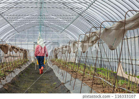 Asparagus harvesting, woman working in the fields Asparagus harvesting, woman working in the fields 116333107