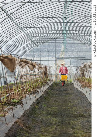Asparagus harvesting, woman working in the fields Asparagus harvesting, woman working in the fields 116333112