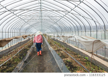 Asparagus harvesting, woman working in the fields Asparagus harvesting, woman working in the fields 116333125
