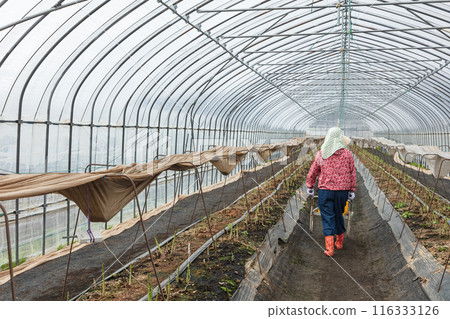 Asparagus harvesting, woman working in the fields 116333126