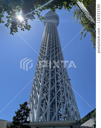 Look up at the Sky Tree Look up at the Sky Tree 116333190
