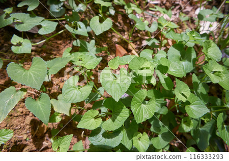 Violets growing on mountain slopes Violets growing on mountain slopes 116333293