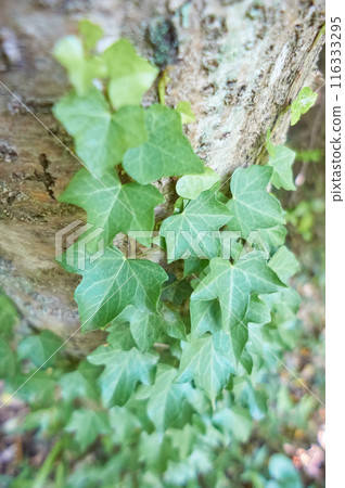 Ivy covering the trees 116333295