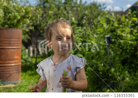 Having bitten off sour rhubarb, the child wrinkles his face funny at the taste. The child likes the sour taste of the rhubarb plant. Cute child eats sour rhubarb on a sunny day. 116333301