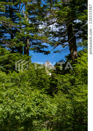 Mount Yari peeking through the trees 116333367
