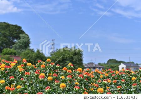Scenery of a safflower field in full bloom (Okegawa City, Saitama Prefecture) Scenery of a safflower field in full bloom (Okegawa City, Saitama Prefecture) 116333433