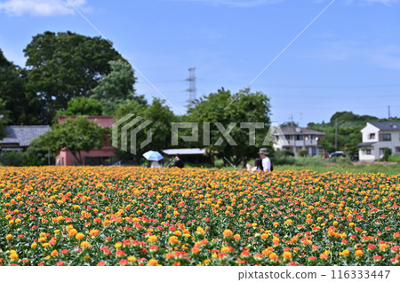 紅花盛開的景色（埼玉縣桶川市） 116333447