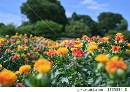 紅花盛開的景色(埼玉縣桶川市) 紅花盛開的景色(埼玉縣桶川市) 116333448