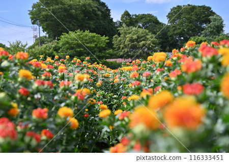 紅花盛開的景色（埼玉縣桶川市） 116333451