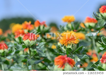 紅花盛開的景色（埼玉縣桶川市） 116333459