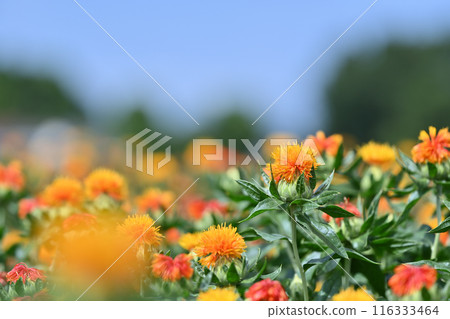 紅花盛開的景色（埼玉縣桶川市） 116333464