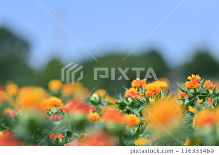 Scenery of a safflower field in full bloom (Okegawa City, Saitama Prefecture) 116333469