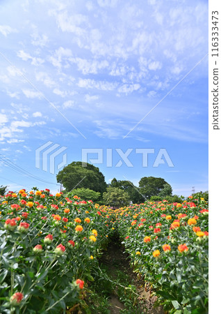 Scenery of a safflower field in full bloom (Okegawa City, Saitama Prefecture) Scenery of a safflower field in full bloom (Okegawa City, Saitama Prefecture) 116333473