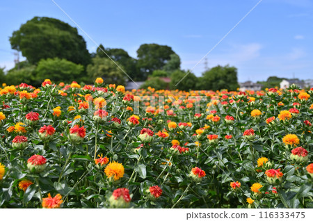 紅花盛開的景色(埼玉縣桶川市) 紅花盛開的景色(埼玉縣桶川市) 116333475