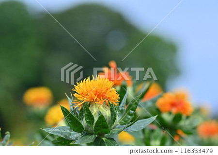 紅花盛開的景色（埼玉縣桶川市） 116333479