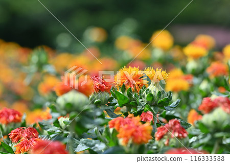 紅花盛開的景色（埼玉縣桶川市） 116333588
