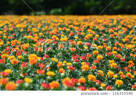Scenery of a safflower field in full bloom (Okegawa City, Saitama Prefecture) 116333590