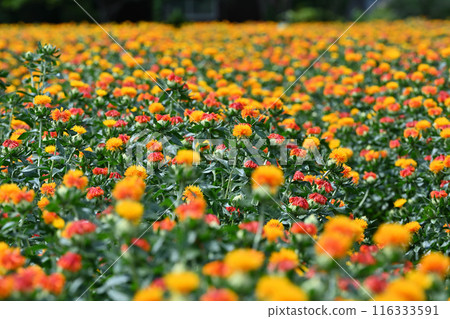 Scenery of a safflower field in full bloom (Okegawa City, Saitama Prefecture) 116333591