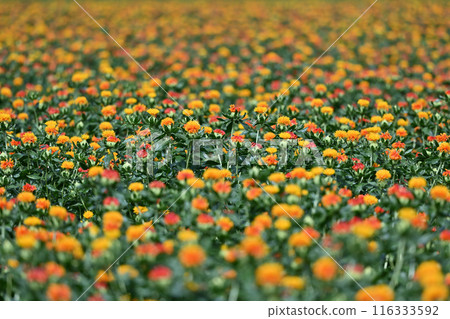 Scenery of a safflower field in full bloom (Okegawa City, Saitama Prefecture) 116333592