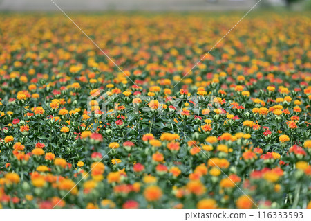 Scenery of a safflower field in full bloom (Okegawa City, Saitama Prefecture) 116333593