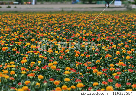 Scenery of a safflower field in full bloom (Okegawa City, Saitama Prefecture) Scenery of a safflower field in full bloom (Okegawa City, Saitama Prefecture) 116333594