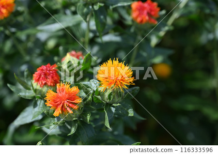 紅花盛開的景色（埼玉縣桶川市） 116333596
