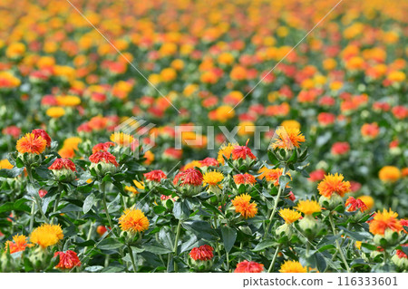 Scenery of a safflower field in full bloom (Okegawa City, Saitama Prefecture) Scenery of a safflower field in full bloom (Okegawa City, Saitama Prefecture) 116333601