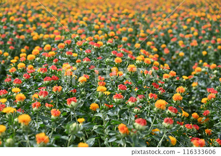 Scenery of a safflower field in full bloom (Okegawa City, Saitama Prefecture) 116333606