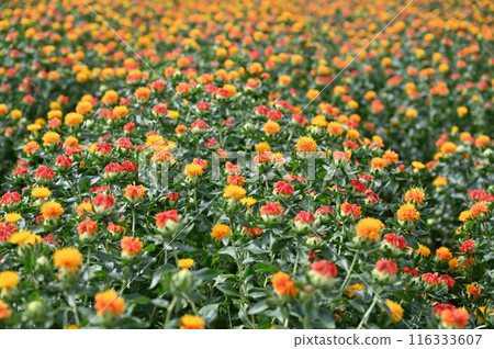 紅花盛開的景色（埼玉縣桶川市） 116333607