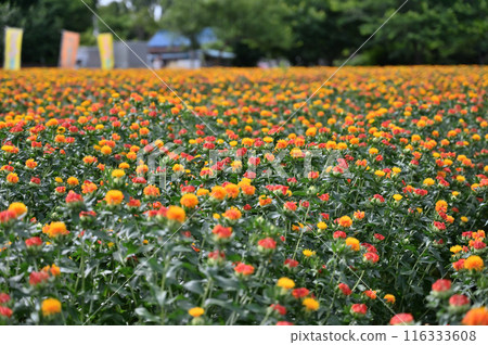 Scenery of a safflower field in full bloom (Okegawa City, Saitama Prefecture) 116333608