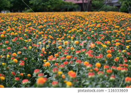 紅花盛開的景色（埼玉縣桶川市） 116333609