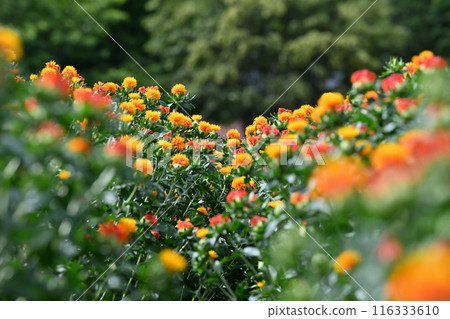 紅花盛開的景色(埼玉縣桶川市) 紅花盛開的景色(埼玉縣桶川市) 116333610
