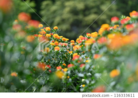 紅花盛開的景色(埼玉縣桶川市) 紅花盛開的景色(埼玉縣桶川市) 116333611