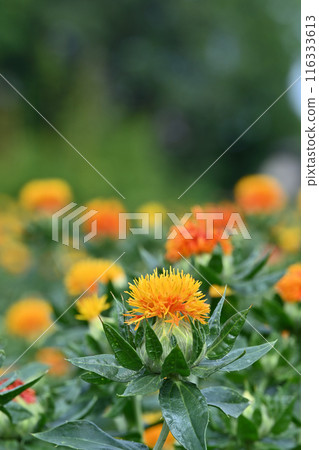 Scenery of a safflower field in full bloom (Okegawa City, Saitama Prefecture) 116333613