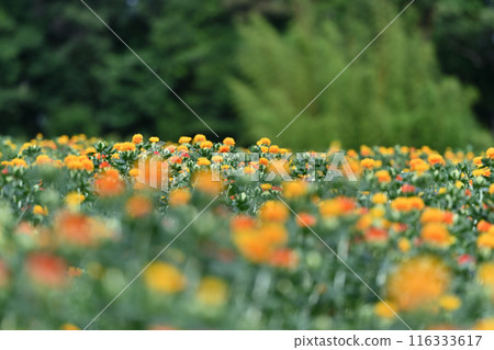 Scenery of a safflower field in full bloom (Okegawa City, Saitama Prefecture) 116333617