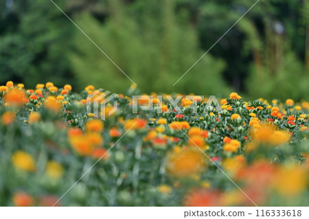 紅花盛開的景色(埼玉縣桶川市) 紅花盛開的景色(埼玉縣桶川市) 116333618