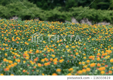 紅花盛開的景色（埼玉縣桶川市） 116333619