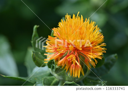 Close-up of safflower (Okegawa City, Saitama Prefecture) 116333741