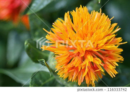 Close-up of safflower (Okegawa City, Saitama Prefecture) 116333742