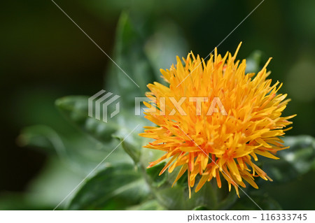 紅花特寫（埼玉縣桶川市） 116333745