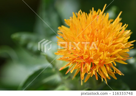 紅花特寫（埼玉縣桶川市） 116333748