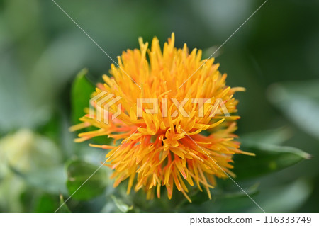 Close-up of safflower (Okegawa City, Saitama Prefecture) 116333749