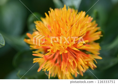 Close-up of safflower (Okegawa City, Saitama Prefecture) 116333751