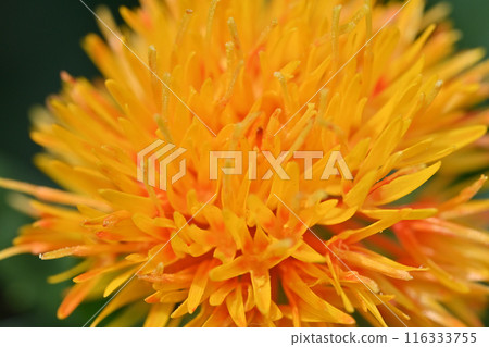 Close-up of safflower (Okegawa City, Saitama Prefecture) 116333755