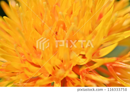 Close-up of safflower (Okegawa City, Saitama Prefecture) 116333758