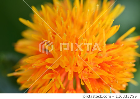 Close-up of safflower (Okegawa City, Saitama Prefecture) 116333759