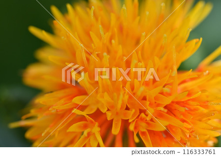 紅花特寫（埼玉縣桶川市） 116333761