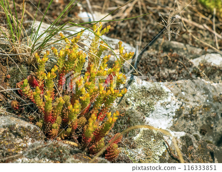 Goldmoss stonecrop or mossy stonecrop Sedum acre is a perennial flowering plant. Forest flowers. 116333851