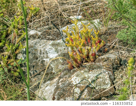 Goldmoss stonecrop or mossy stonecrop Sedum acre is a perennial flowering plant. Forest flowers. Goldmoss stonecrop or mossy stonecrop Sedum acre is a perennial flowering plant. Forest flowers. 116333852