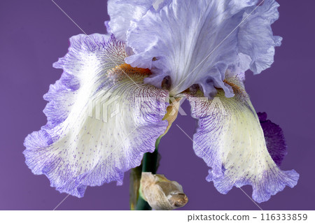 Iris flower bud 116333859